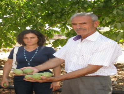 Yetiştirdiği 150 Gramlık Cevizler İncelemeye Alındı