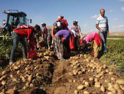 Ahlat Türkiye`nin Patates Ambarı Oluyor