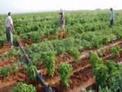 Çiftçiler de kayıt altına alınıyor