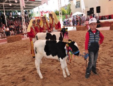 Edirne’nin En Güzel İnekleri Festivalde Yarıştı