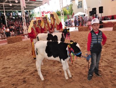 RECEP GÜRKAN - Edirne’nin En Güzel İnekleri Festivalde Yarıştı
