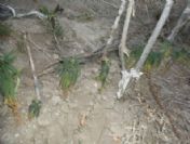 İskilip`te 350 Kök Hint Keneviri Ele Geçirildi