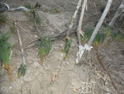 İskilip`te 350 Kök Hint Keneviri Ele Geçirildi