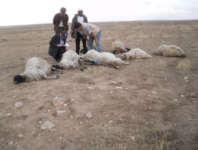 TAŞKALE - Karaman`da Yıldırım Düştü 12 Koyun Telef Oldu