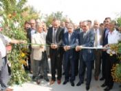 Muş Şeker Fabrikası Pancarı Alımına Başladı