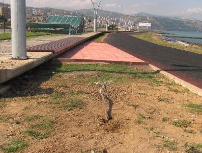 KEMERKAYA - Şehir Magandaları Parktaki Ağaç ve Bankları Kırdı