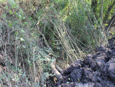 ÇEVRE VE ORMAN İL MÜDÜRLÜĞÜ - Acarlar Longozunda Yaşanan Çevre Katliamına 28 Bin Lira Para Cezası Geldi