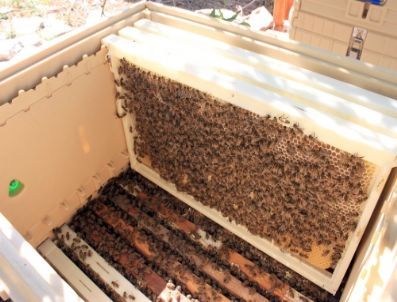 Arıcılar Balı ‘termokovan’da Üretecek