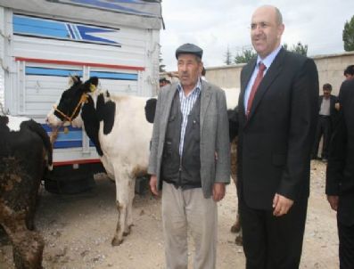 OSMAN NURİ CANATAN - Bolvadin`de 6 Aileye Hayvan Yardımı Yapıldı