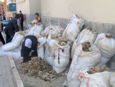 Muş`ta Göçerlerin Yün Satışları Başladı