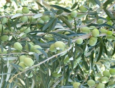 Mut`ta Zeytin Rekoltesinin 150 Bin Ton`u Aşması Bekleniyor