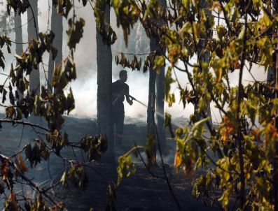 AHMET CEM ERSEVER - Mit Lojmanları Karşısında Çıkan Yangın Paniğe Sebep Oldu