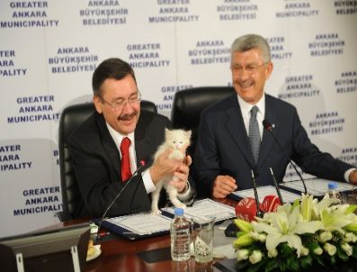 BABAZULA - Gökçek: Chp`li Belediye Bunun Altında Kalır, Bunun Hesabını Vermeli