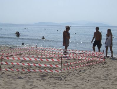 Kuşadası Sahilindeki Caretta Caretta Yumurtalarından Yavru Çıkmadı