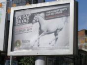 Malatya`da Yetiştirilen Arap Tayları Yarın İstanbul`da Satılacak