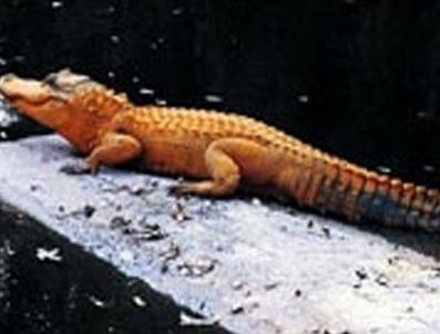 SNOOPY - Turuncu timsah şaşırttı