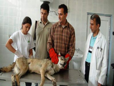 UTAH - Yaralı Diş Kurt, Tedavi Altına Alındı