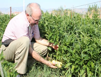 Bir Dekarlık Alanda Beş Ton Pepino Yetiştirdi