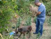 Hatay'da 'hint Keneviri' Operasyonu