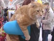 Kedi fuarına 10,2 kiloluk 'Tigr' damga vurdu