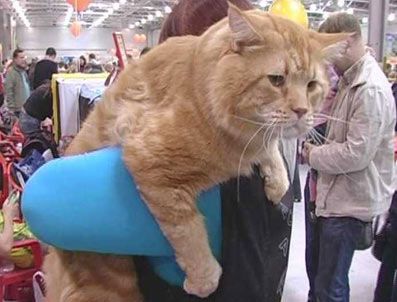 Kedi fuarına 10,2 kiloluk 'Tigr' damga vurdu