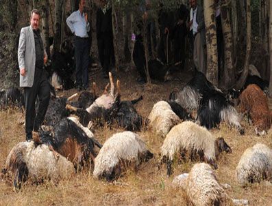 TOSUNLAR - Muş'ta koyun sürüsüne yıldırım düştü
