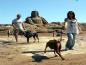 (özel Haber) Hollywood Yıldızlarına Dobermanlı Koruma