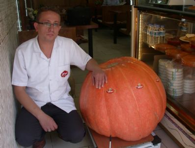 CEMAL ÖZTÜRK - En İyi Kabak Tatlısı İçin 100 Kiloluk Kabak Yetiştirdi