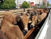 Kars`tan Çalınan 146 Kurbanlık Adıyaman`da Bulundu