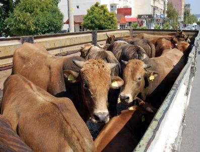 Kars`tan Çalınan 146 Kurbanlık Adıyaman`da Bulundu
