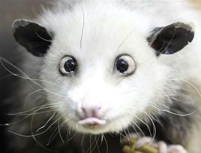 LA REPUBBLICA - Şaşı sıçan Heidi gözlerini yumdu