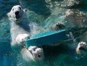 Willy ABD'de ziyaretçi akınına uğruyor