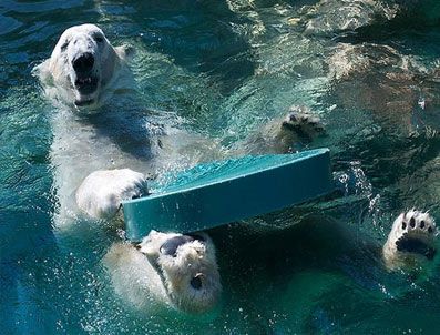 Willy ABD'de ziyaretçi akınına uğruyor