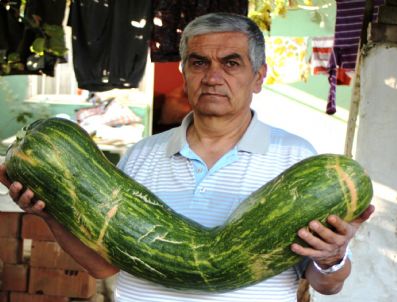 Bal Kabağı Görenlerin İlgisini Çekiyor
