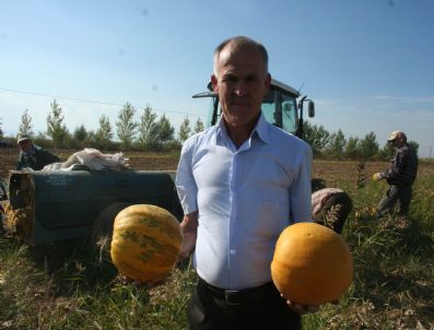 Çiftçinin Yeni Umudu Çekirdeklik Kabak