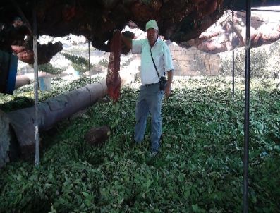 Defne Yaprağı Türkiye’ye Her 10 Dakikada 60 Dolar Kazandırıyor