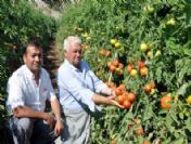 Domatesteki Düşük Fiyat Üreticiyi Endişelendiriyor