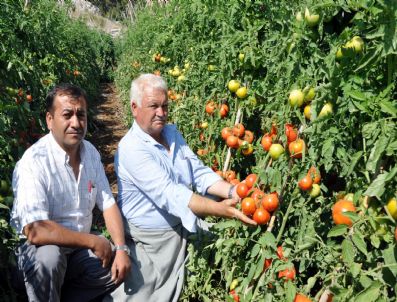 Domatesteki Düşük Fiyat Üreticiyi Endişelendiriyor