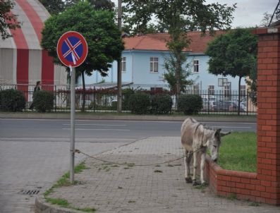 Eşeğini Sağlam Kazığa Bağladı
