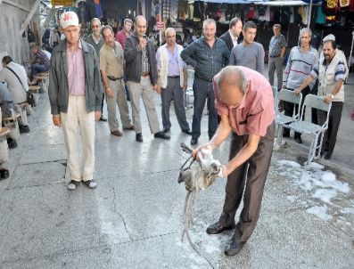 Fanatik Maymun Şımarık, Önce Banyo Sonra Çay Keyfi Yapıyor