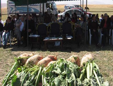 Hayvan Pancarında Hasat Zamanı Başladı