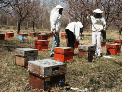 İğdır`da Arıların Kış Bakımına Başlandı
