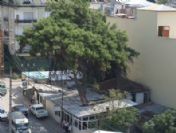 Kesmeye Kıyamadığı Ağacı İş Yerinin Ortasında Bıraktı