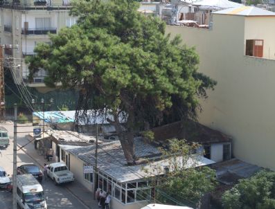 Kesmeye Kıyamadığı Ağacı İş Yerinin Ortasında Bıraktı