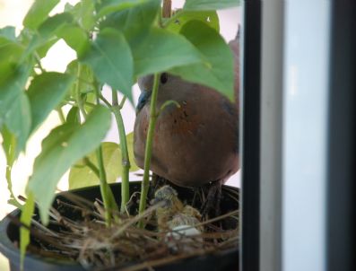 Kumru Saksıya Yuva Yaptı