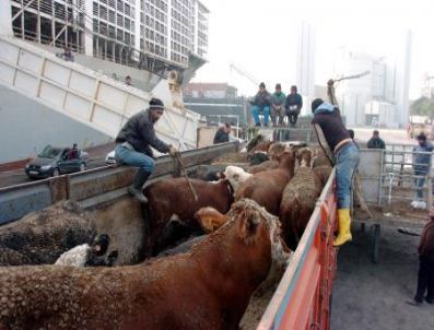 22 Bin hayvan getirildi