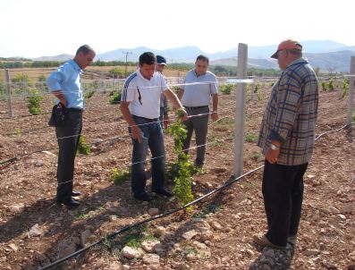 KUREYŞ - Meyveciliği Geliştirme Projesi Meyvelerini Verdi