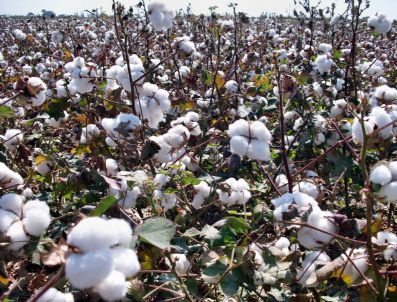 İZMIR TICARET BORSASı - Sökeli Pamuk Üreticisinin Tadı Yok