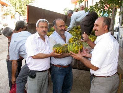 Tanesi 50 Kuruştan Satılan Meşhur Araban Kavunu Kapış Kapış