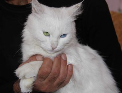 Van Kedilerini Güzellik Yarışmasına Hazırlıyor